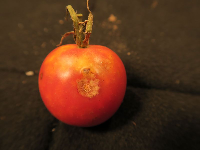 Anthracnose