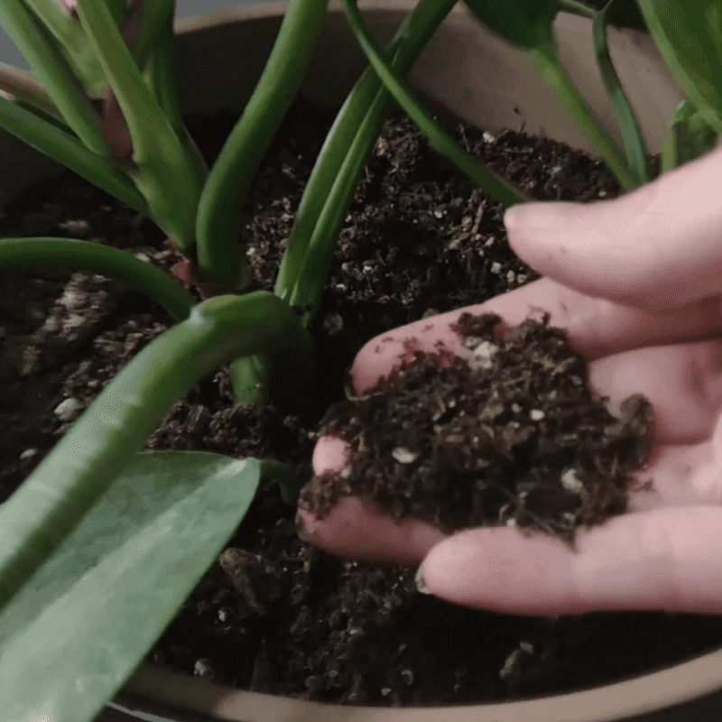 Let the soil surface dry only as far as the plant can tolerate