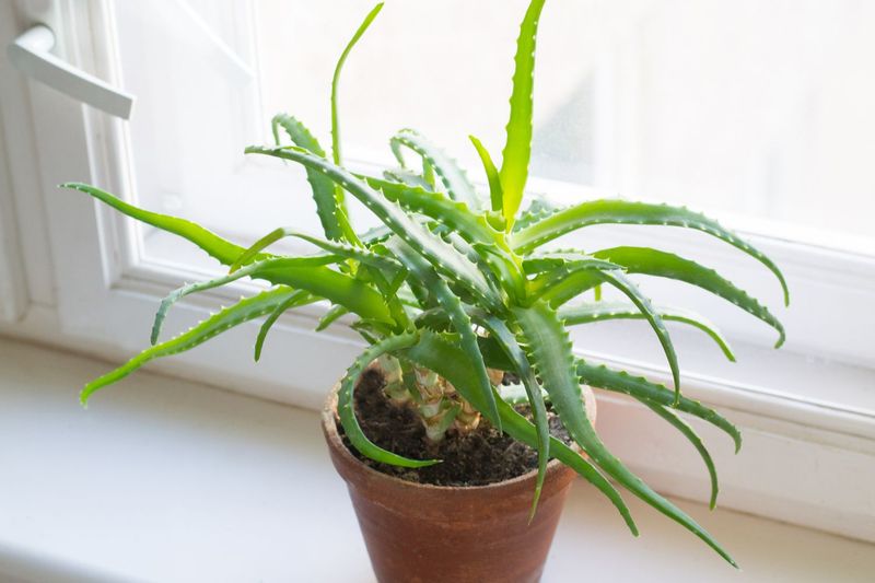 Care that supports a chance to bloom
