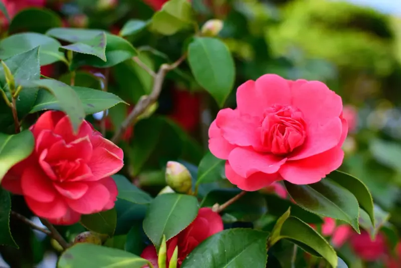 Camellia
