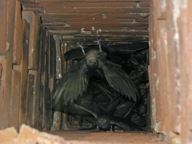 What to do while Chimney Swifts are present