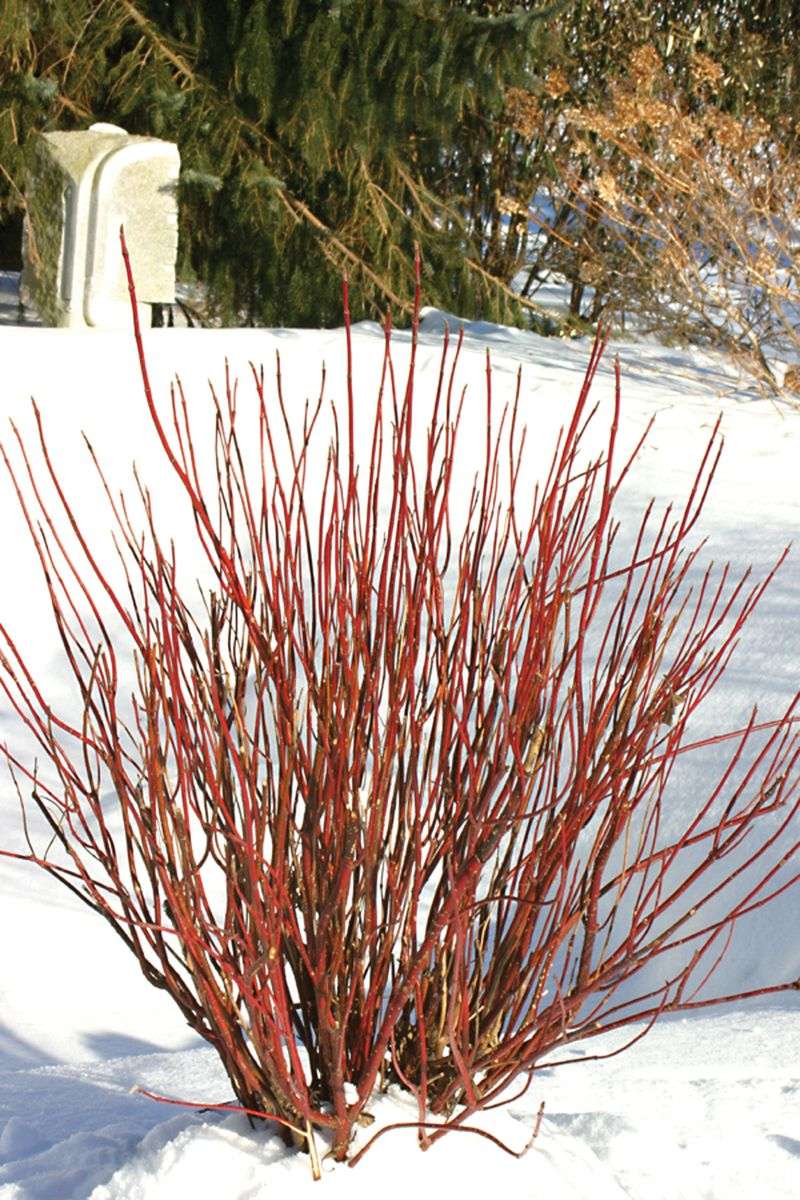 Ornamental Dogwood Shrub (Cornus)