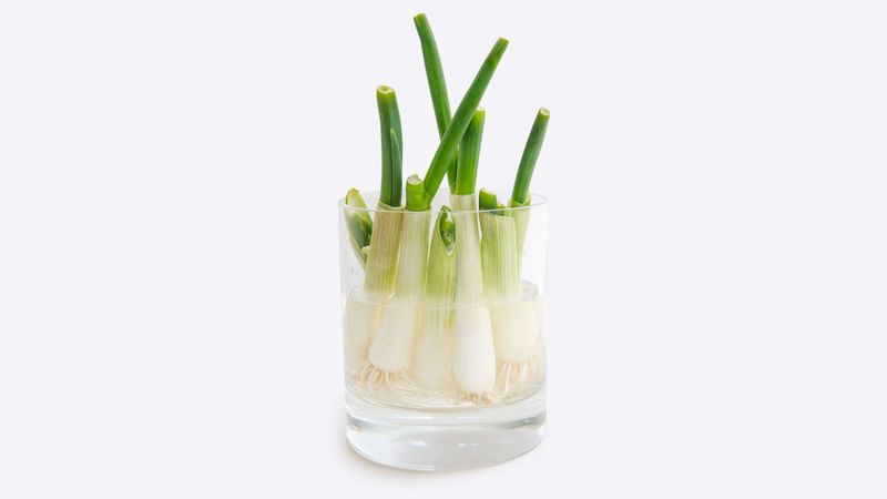 Green Onions (Scallions)