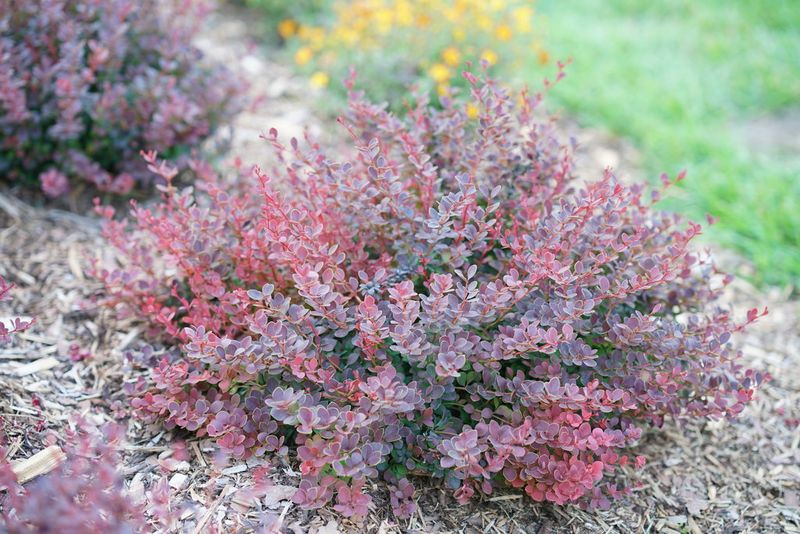 Sunjoy Todo Mini Salsa Barberry