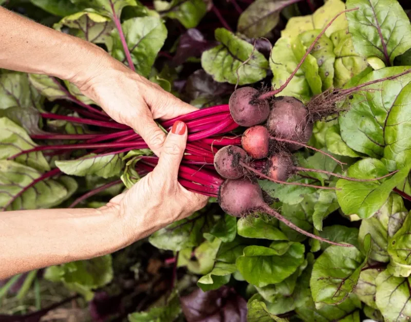 Use a harvest window, not a magic date