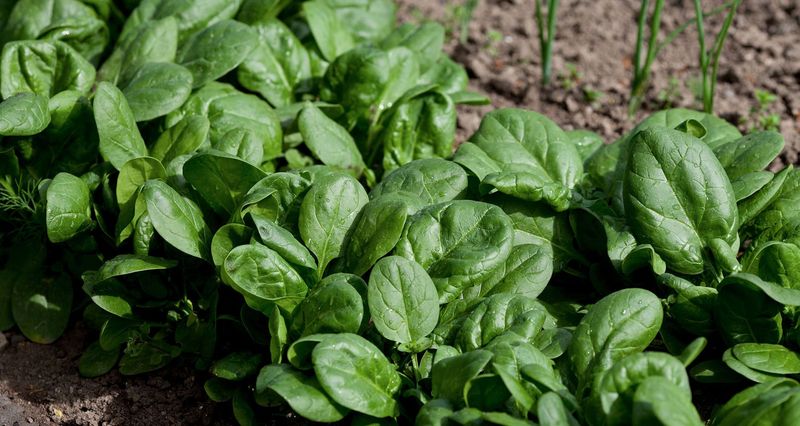 Keep the root zone evenly moist without making it soggy