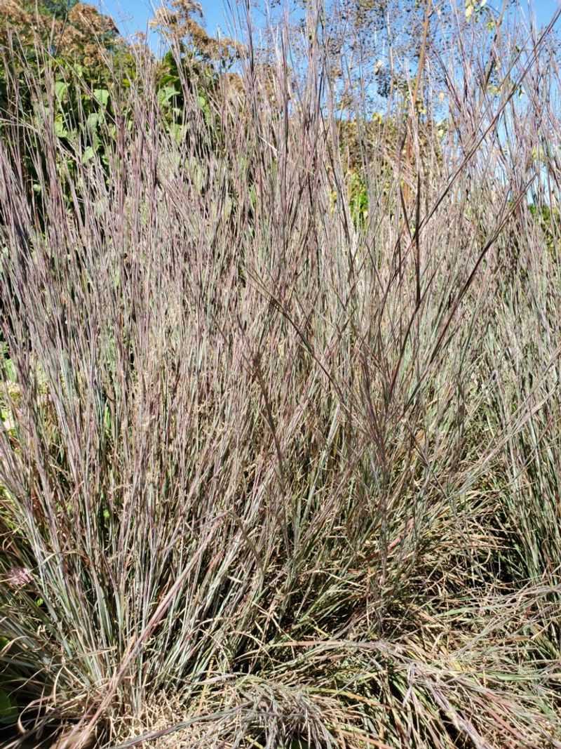 Ornamental Grasses (Little Bluestem, Switchgrass)