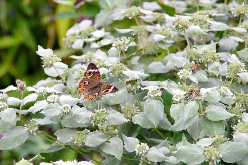 Manage Mountain Mint’s Spread in a Residential Border