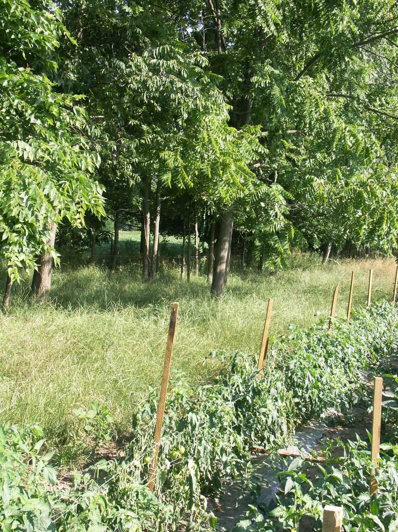 A nearby walnut is a clue, not a diagnosis