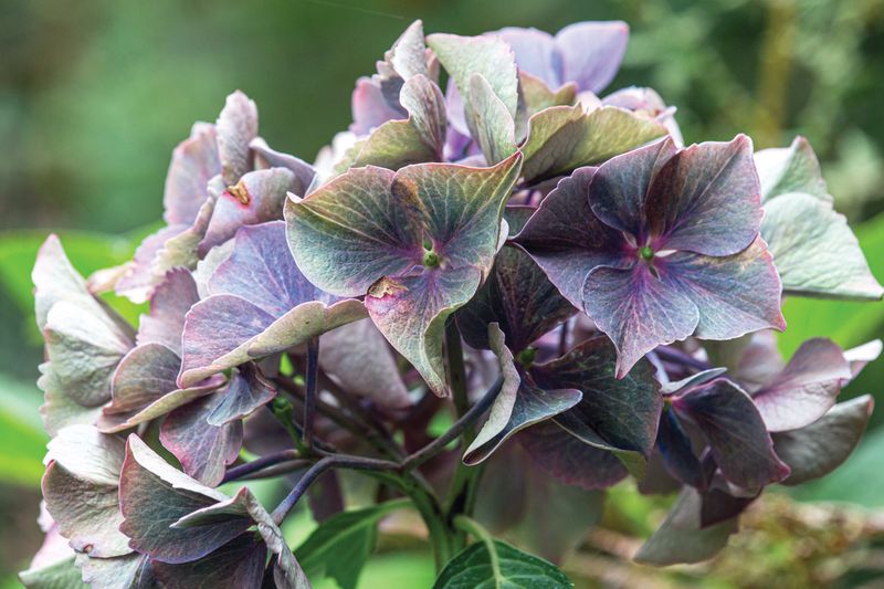 Fading September flowers do not always mean the hydrangea is finished