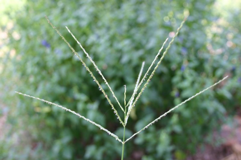 Check whether the plant has dispersed seed