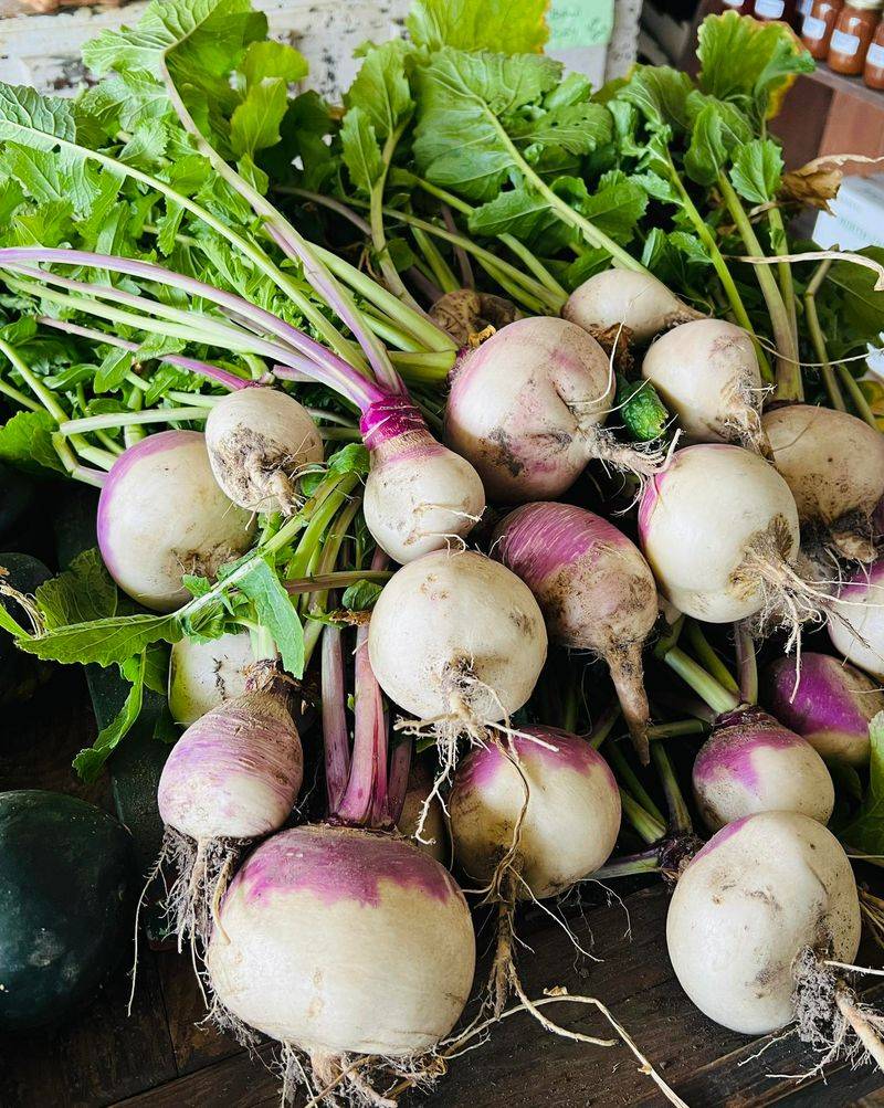 Turnips For A Dependable Fall Vegetable