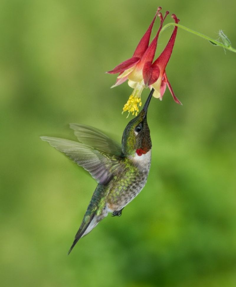 Eastern Columbine (Aquilegia canadensis)