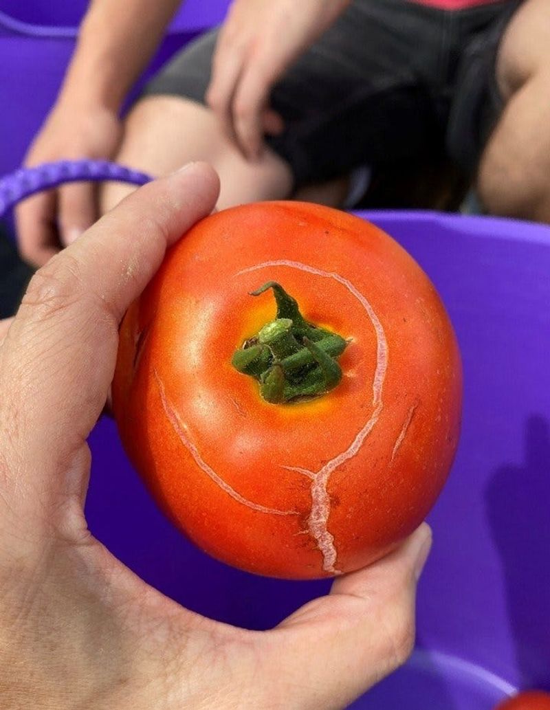 Guidance differs on keeping a cracked tomato
