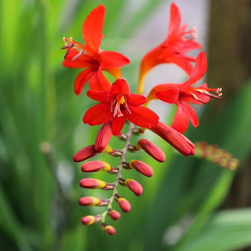 Crocosmia Lucifer