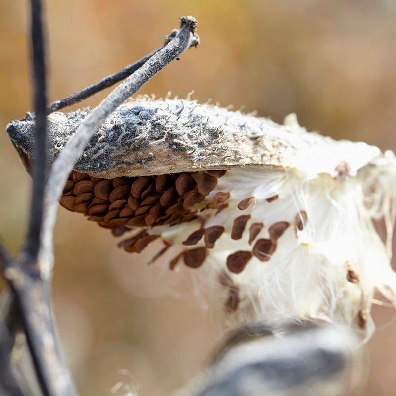Milkweed