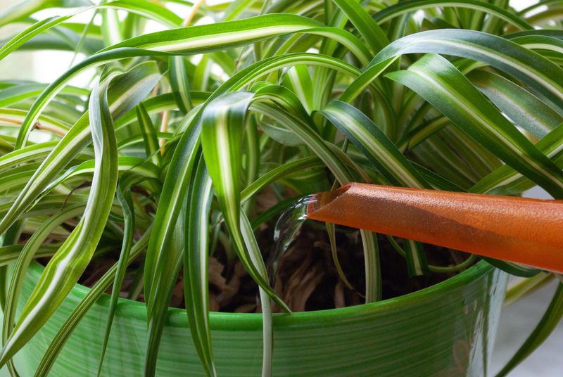 Watering the Same in Winter as in Summer