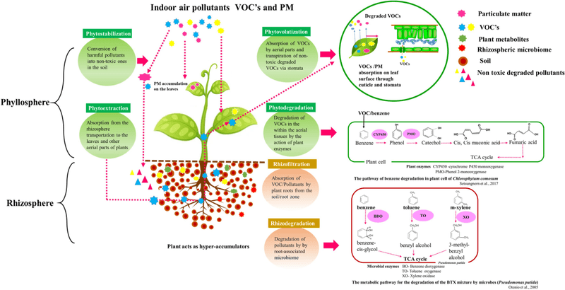 The root zone addresses a different pollutant problem