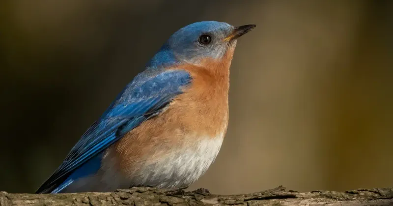 Eastern Bluebirds
