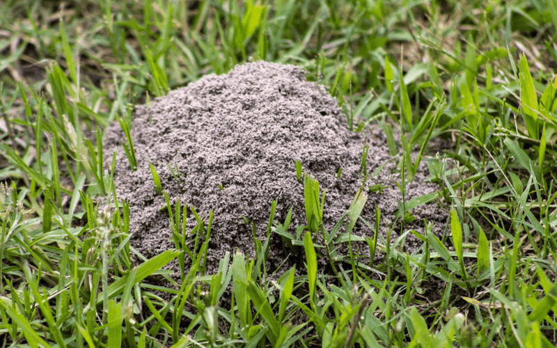 Confirm the ants without provoking the mound