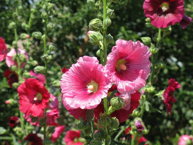 Hollyhock