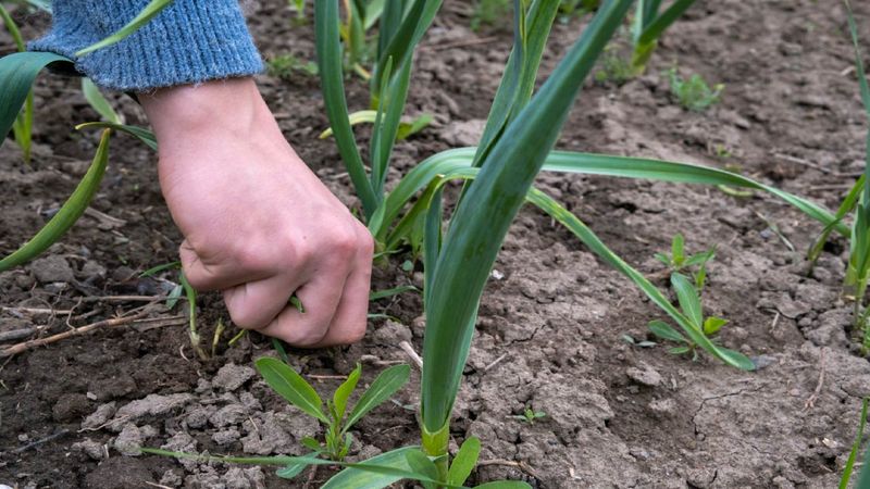 Prepare a moist, weed-free bed