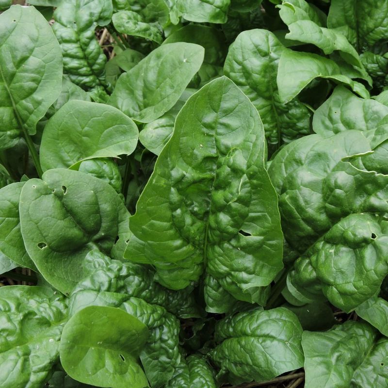 Match the seed, depth, and spacing to the fall crop you want