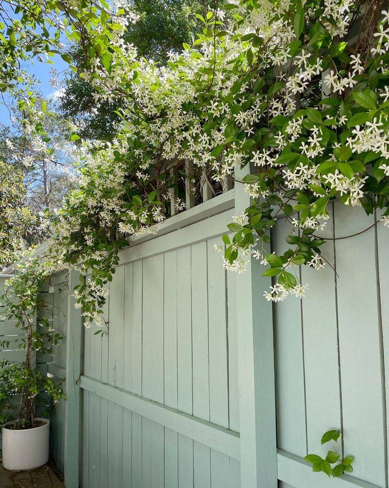 No Single Fall Treatment Guarantees a Full Bloom