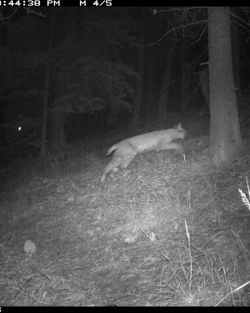 The sighting confirms a crossing, not a diagnosis