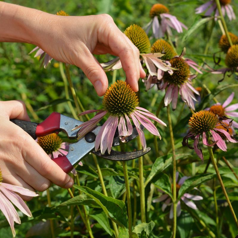 Deadheading removes developing seed