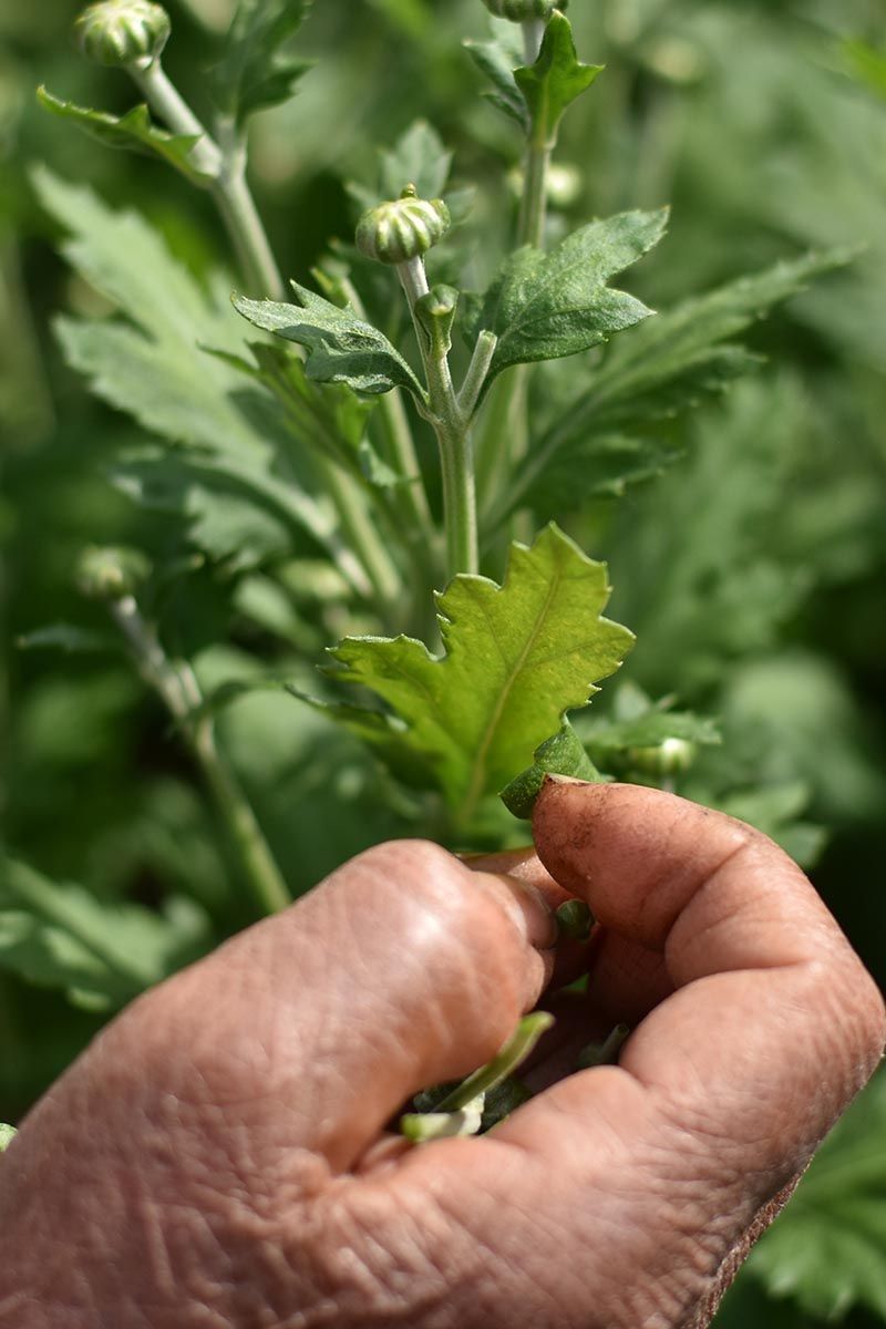 Pinching creates branches, not instant flowers