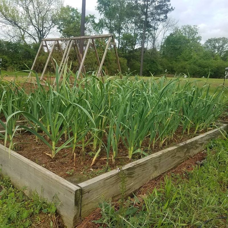 A loose, sunny, well-drained bed supports bulb development