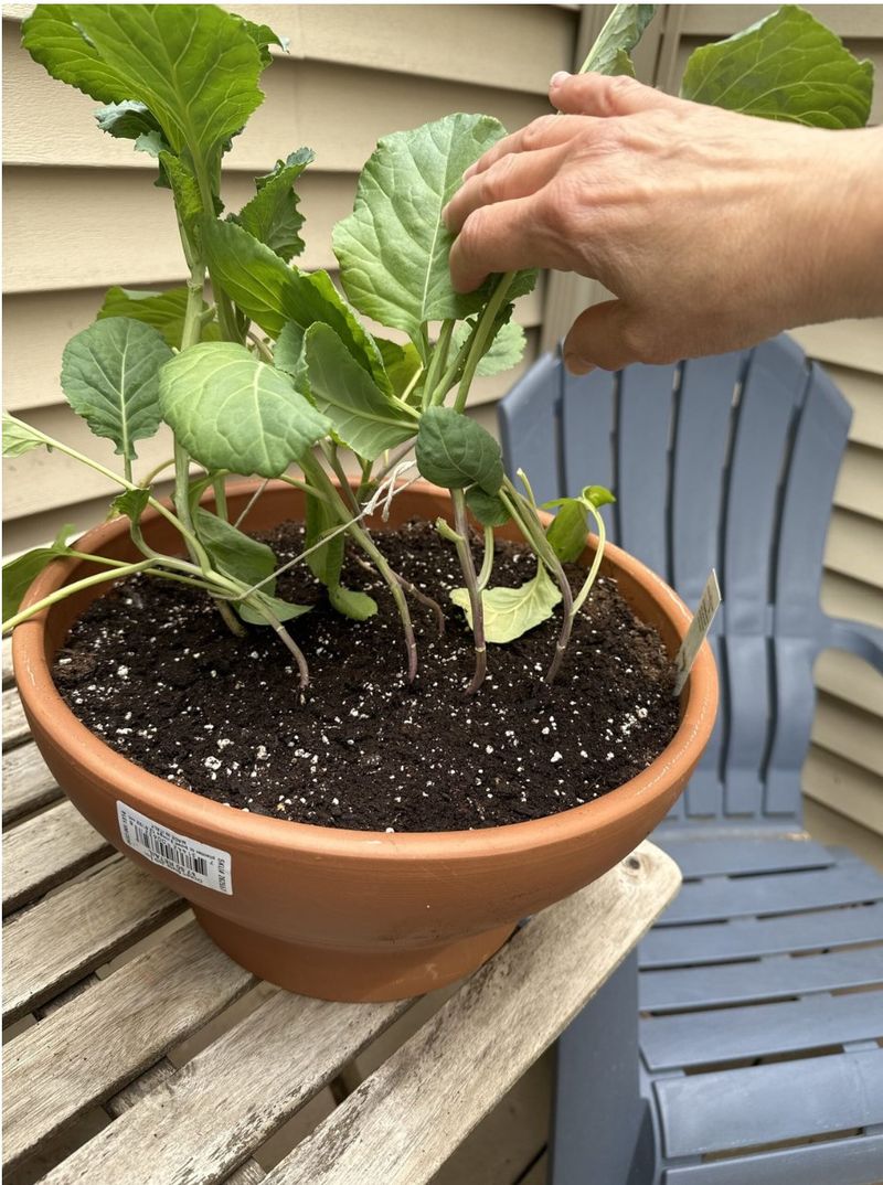 Harvest young leaves promptly to help preserve tenderness
