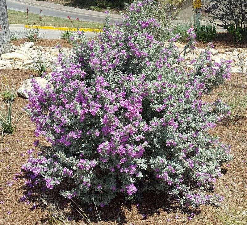Texas Sage (Leucophyllum species)