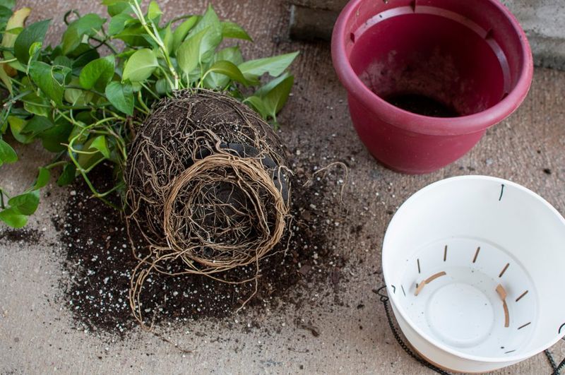 Root-bound Conditions