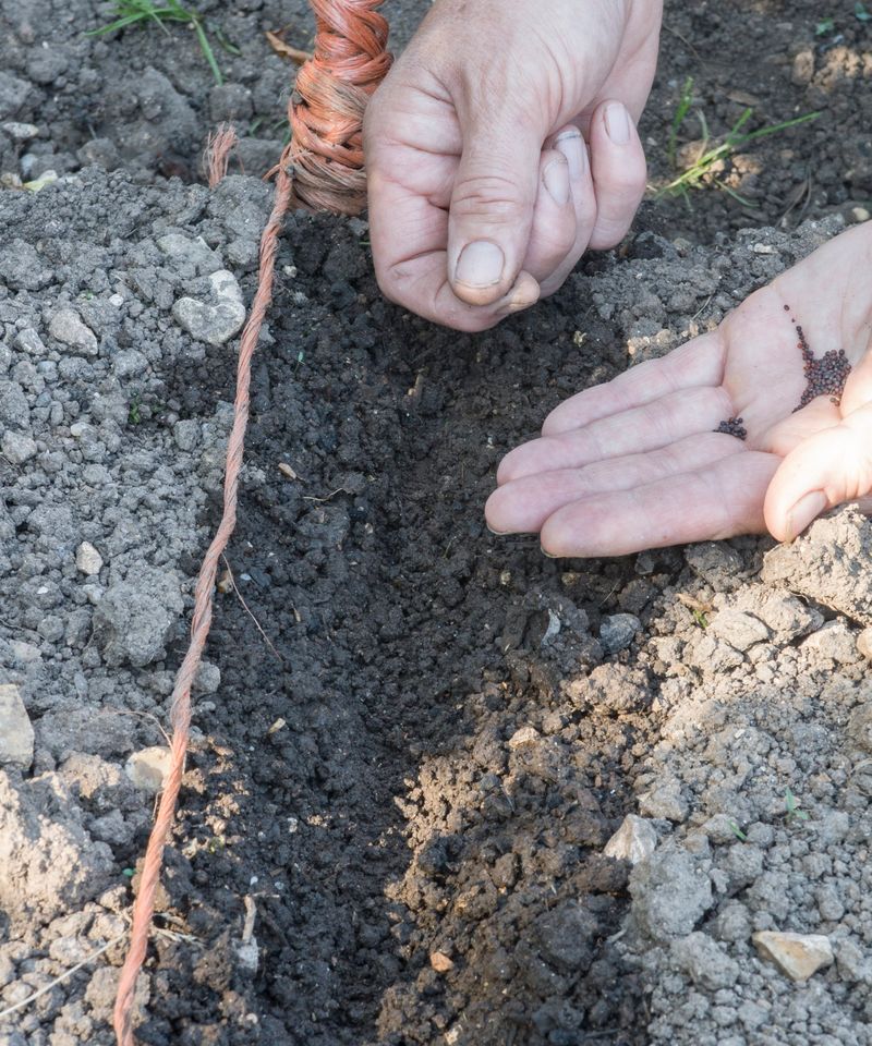 Direct-sow turnips into a prepared bed