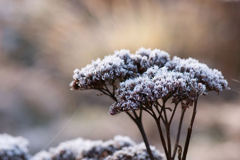 Sedum (Stonecrop)