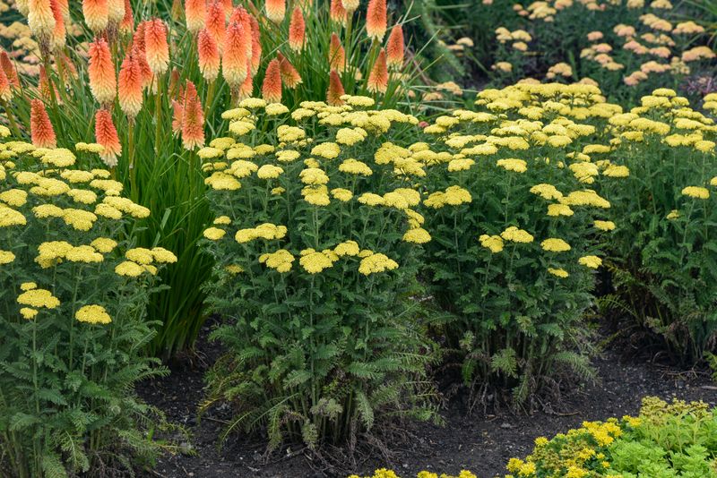 Yarrow (Achillea)