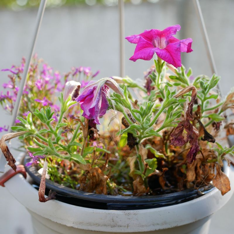 Petunias (The Deceptive Wilters)