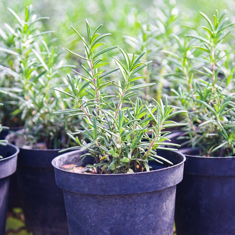 Rosemary