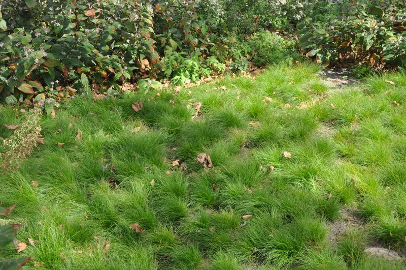 Native Sedges (Carex species)