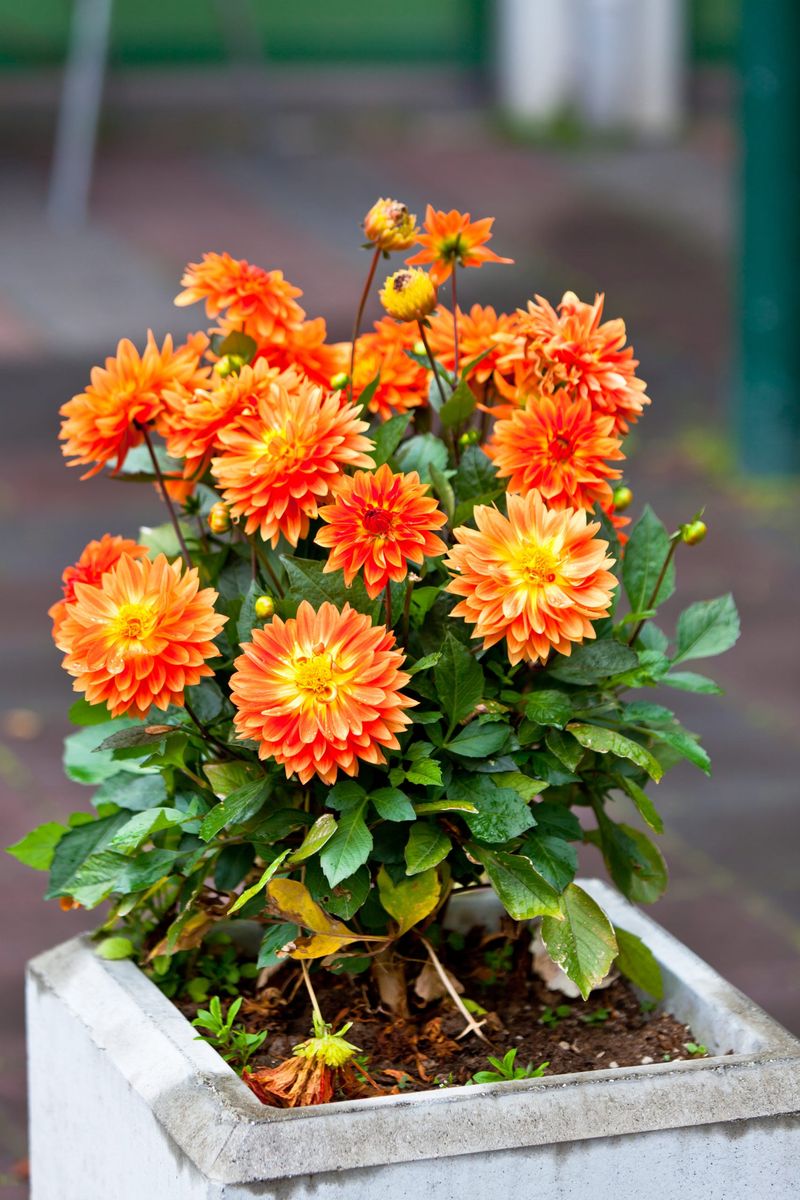 Dahlia