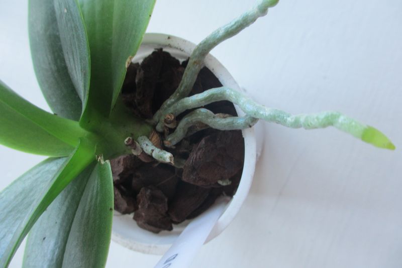 Let firm roots be; act only on a real care signal