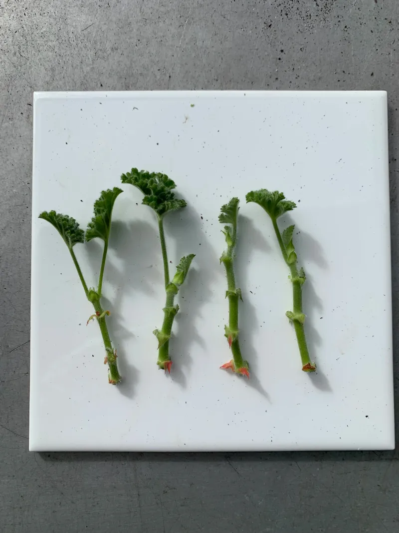 Prepare the cutting before it meets the medium