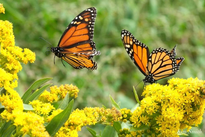 Repeated nectaring usually means the yard offers usable energy