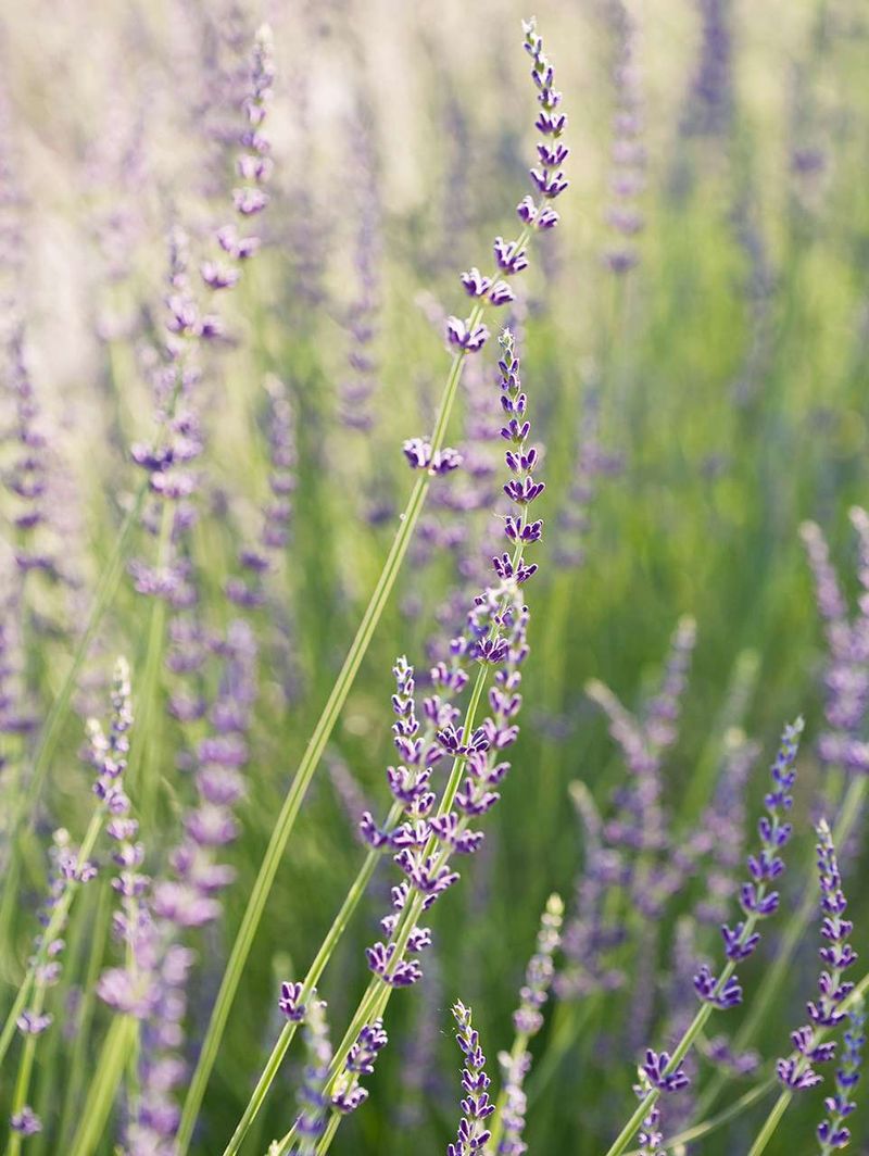 Select Fragrant Varieties