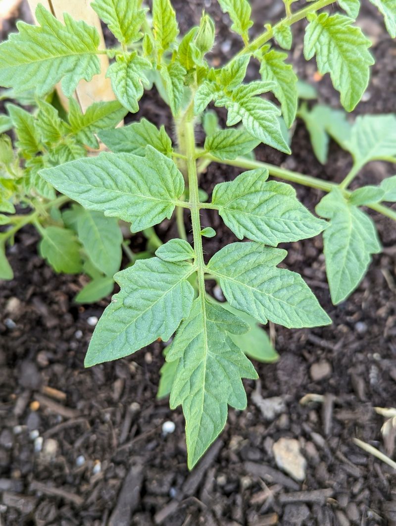 Greener, More Vigorous Foliage