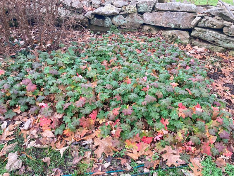 Hardy Geraniums