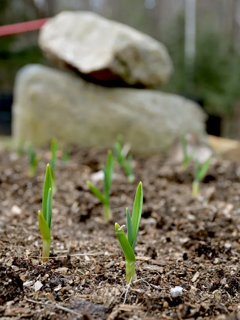 Autumn Sprouts Do Not Prove You Planted Too Early