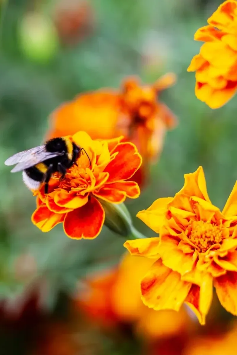 They Roll Out The Welcome Mat For Pollinators